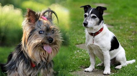 Jorkie Jack Russell Terrier And Yorkshire Terrier Mix Info Pictures