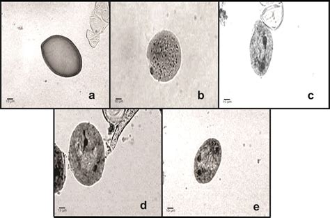 Scielo Brasil Cytogenetic Study And Pollen Viability Of