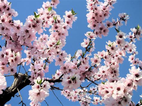 Agrigento Riparte La Sagra Del Mandorlo In Fiore Giornale Di Sicilia