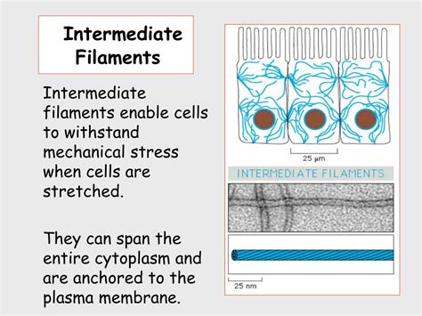 Ppt Other Cell Functions For Actin Powerpoint Presentation Free