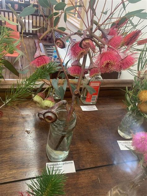 Wildflower Show Geographe Plants