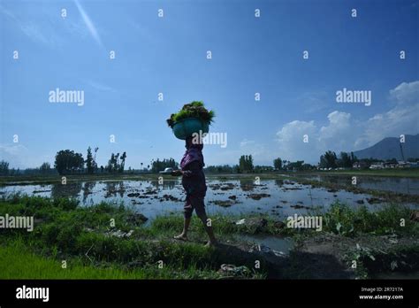 Srinagar India Th June Kashmiri Female Farmer Walk In A Rice