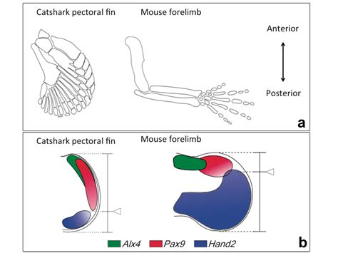 Key Genetic Event Underlying Fin To Limb Evolution