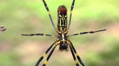 Joro Spider Nephila Clavata In A Park Youtube