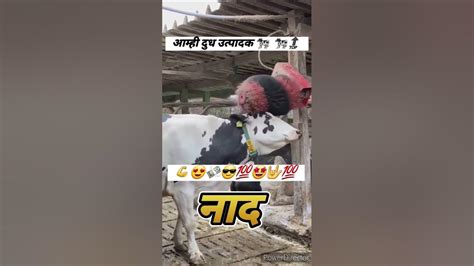 आम्ही दुध उत्पादक 🐄 🐄 Royal Farmer 🤴👑 नाद फक्त एकच Hf Lover 😍💖 Dairy