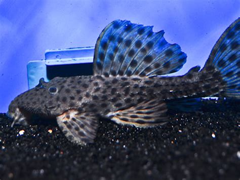 Pleco Spiny Monster Sp L L Discus Rive Sud Poissons Exotiques