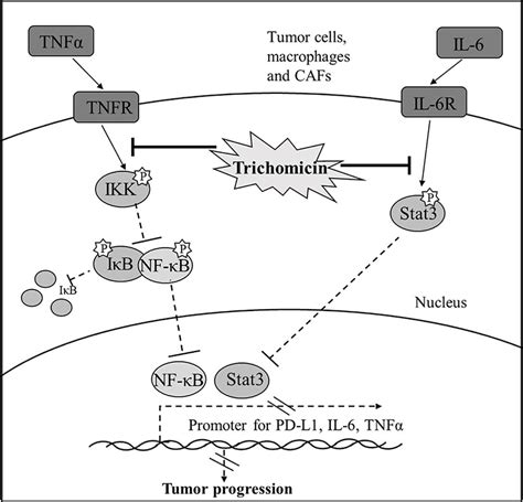 Frontiers Trichomicin Suppresses Colorectal Cancer Via Comprehensive Regulation Of Il 6 And