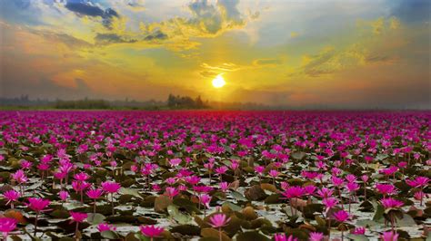 Download Sunset Pink Flower Flower Nature Lotus Hd Wallpaper