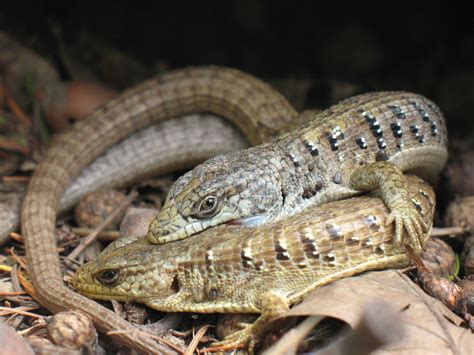 Aligator Lizards Mating This Is One Of My Favorite The Cl Flickr