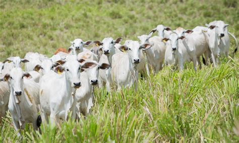 Pecuaria Da Regi O Sudeste Librain