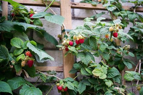 Pin on Growing Raspberries Trellis