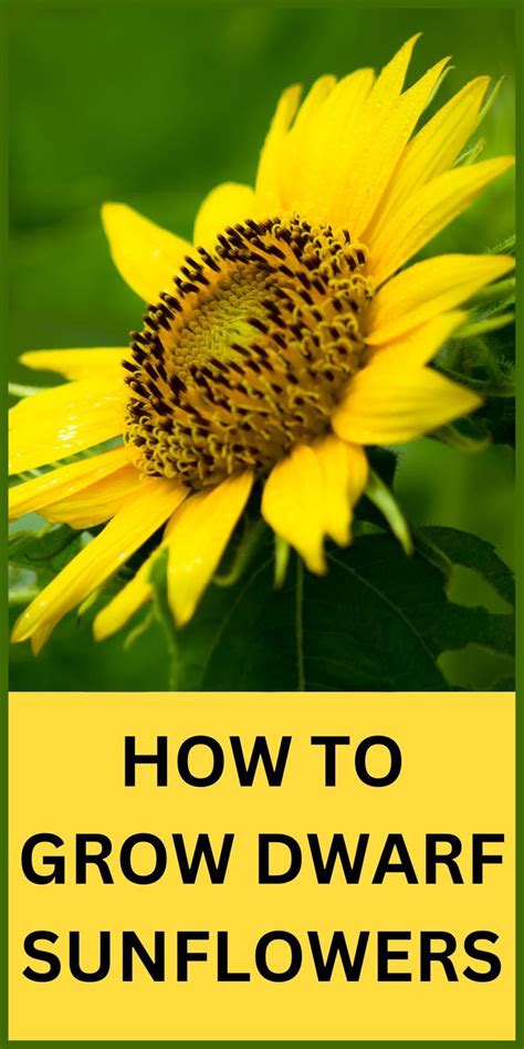 How To Grow Dwarf Sunflowers Artofit