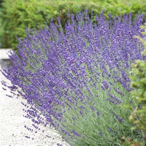 Lavandula Angustifolia Vera Lavender Seeds Etsy