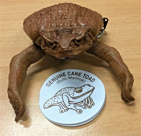 Stunning Cane Toad Skin Full Body Zip Up Coin Purse Australian Etsy