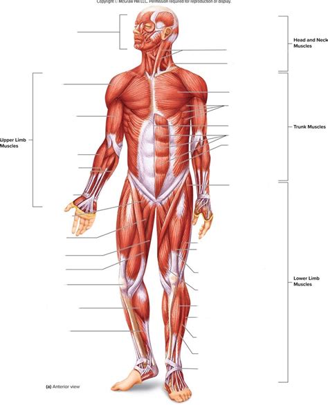 full body Diagram | Quizlet