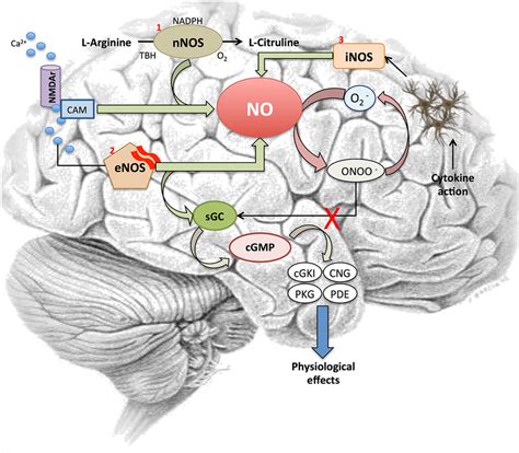 Nitric Oxide Signaling Pathway