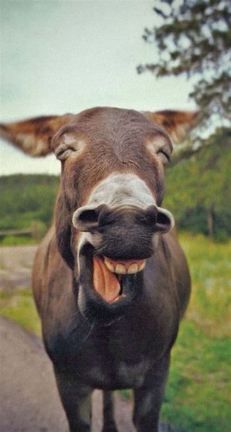 Donkeys Funny Face Donkeys Are Too Cute Pinterest Donkeys