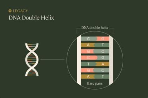 Guide To Sperm Dna Fragmentation Testing Legacy