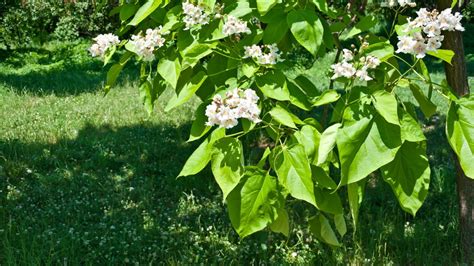 Fast Growing Trees To Create Shade In A Hot Sunny Backyard