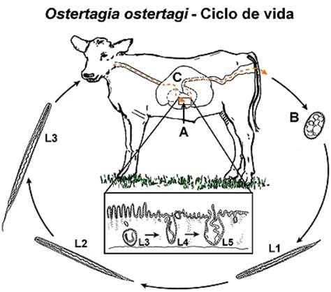 Diagrama De PARASITARIAS CICLOS BIOLOGICOS Quizlet