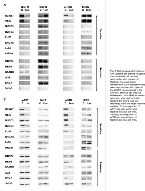 Figure 2 From Lapatinib A Dual EGFR And HER2 Kinase Inhibitor