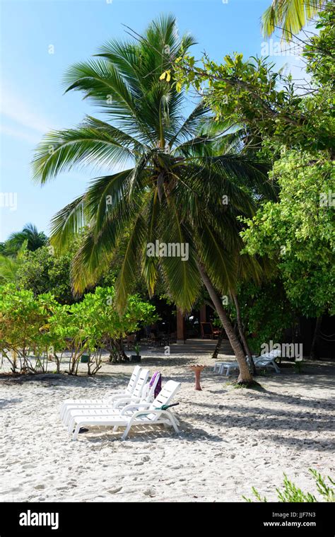 Maldives coconut tree hi-res stock photography and images - Alamy