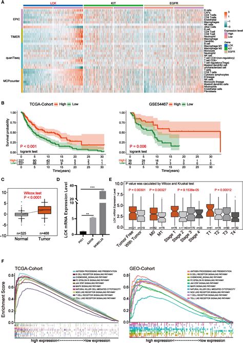 Frontiers Molecular Profiling Of Core Immune Escape Genes Highlights