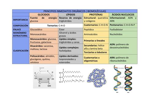 Cuadro resumen Biomoléculas Abeja Amaya uDocz