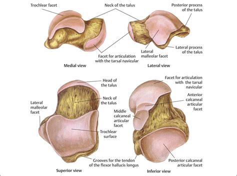 Foot Fractures | Musculoskeletal Key