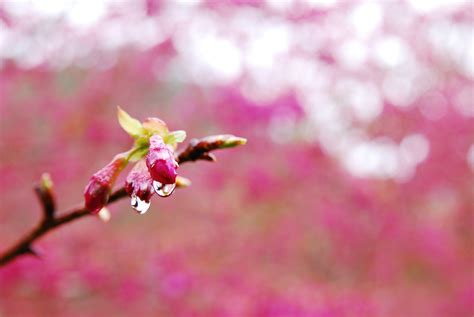 Food Photography Macro Branch Cherry Blossom Blossom Pink Spring Flower Plant Flora