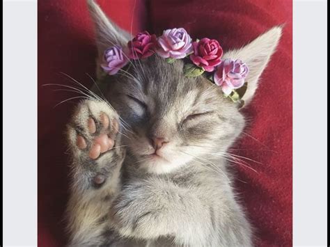 A Cat Wearing A Flower Crown Sleeping On Top Of A Red Blanket With Its