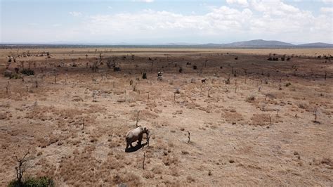 Invasive ants leave lions scrambling for prey on the savannah in an ecological chain reaction ...