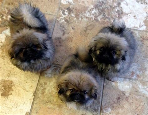 Puppies Happy Tail Pekingese