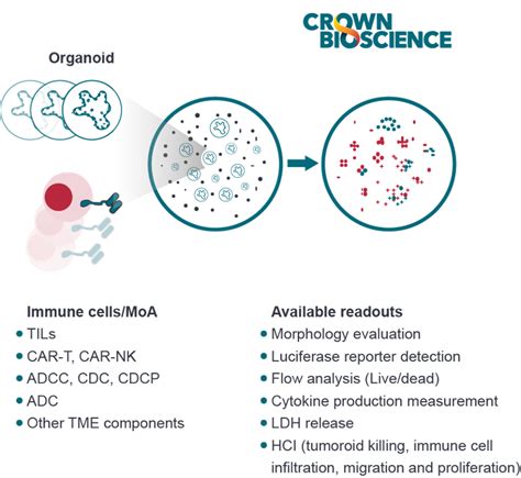 Using Tumor Organoids And D Ex Vivo Microtumors For Immuno Oncology