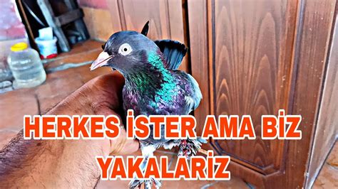 HERKES İSTER AMA BİZ YAKALARİZ 4 TANE EFSANE KELEBEK KAÇAK YouTube