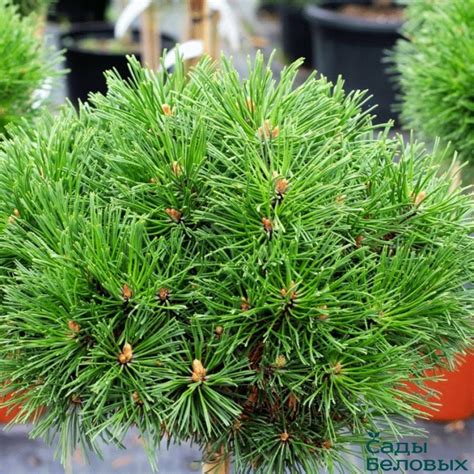 Сосна крючковатая Виел - Сады Беловых