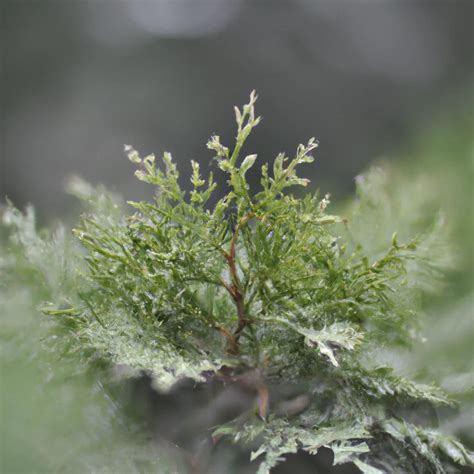 Descubra A Beleza Da Chamaecyparis Thyoides