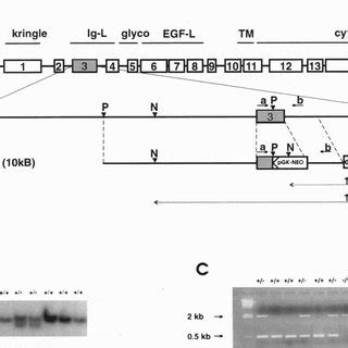 Ig-L domain disruption by gene targeting. (A) Schematic diagram of the... | Download Scientific ...