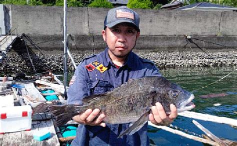 【三重】イカダ＆カセ最新釣果 好ゲスト混じりで年無しクロダイ浮上