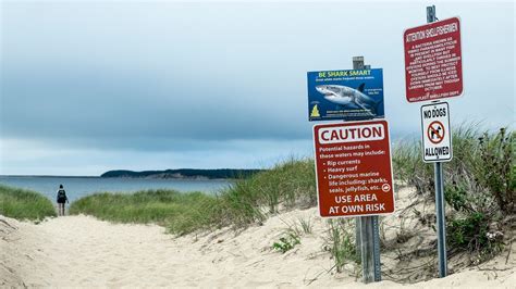 Signs Of White Shark Activity Off Cape Cod Massachusetts Coastline