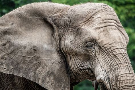 Primer De La Cara Del Elefante Foto De Archivo Imagen De Fauna Gris