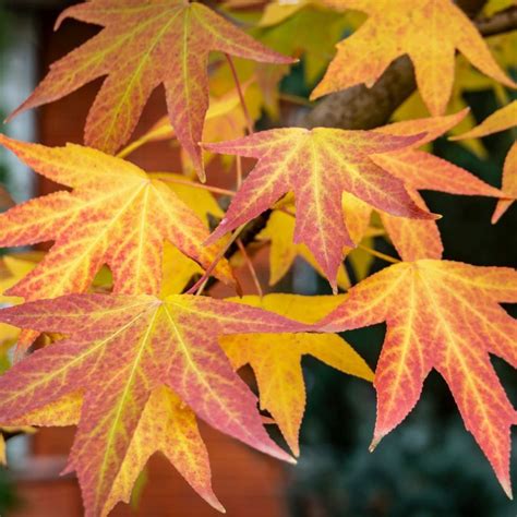 Liquidambar Styraciflua 12l Coolings Garden Centre