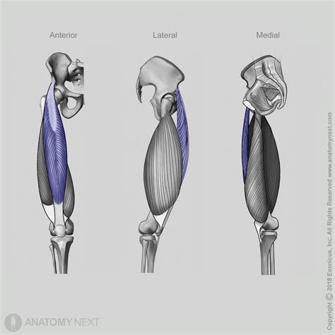 Rectus Femoris Encyclopedia Anatomyapp Learn Anatomy 3d Models