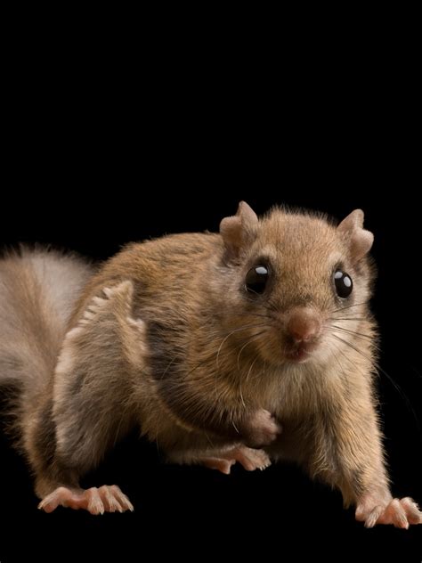 Japanese Dwarf Flying Squirrel