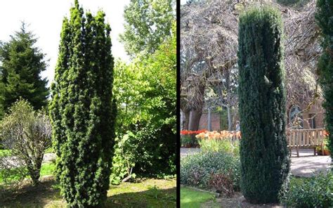 Buy Upright Japanese Plum Yew Free Shipping Cephalotaxus