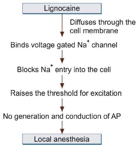 Theories Of Mechanism Of Action Of Local Anesthesia - IMAGESEE