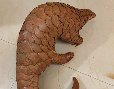 Odisha Stf Rescues Pangolin Arrests Wildlife Criminals In Koraput