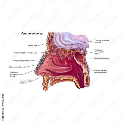 Anatomical Poster Sagittal View Of The Paranasal Sinuses Side View