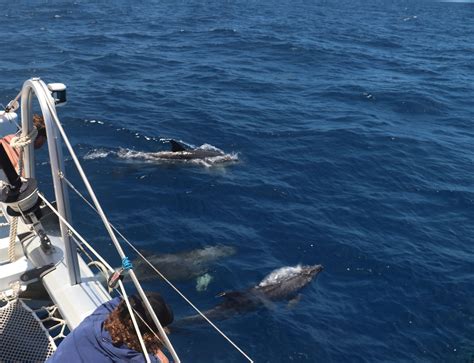 Dolphin Outer Reef Trip Resize Whitsunday Escape