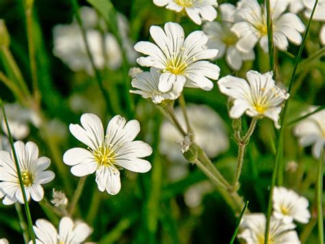 Lawn Wild Flower Identifier | Blue Diamond